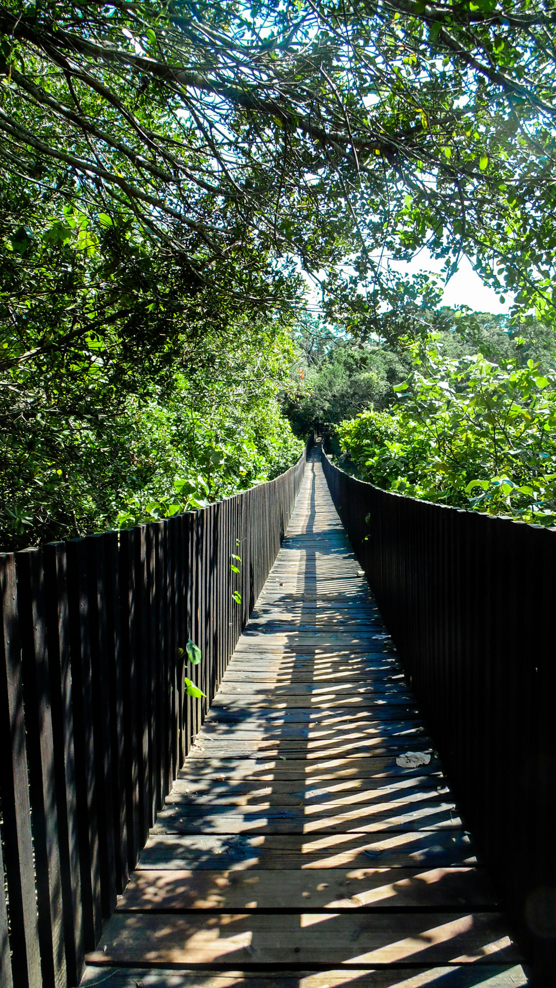 boardwalk bridge trees