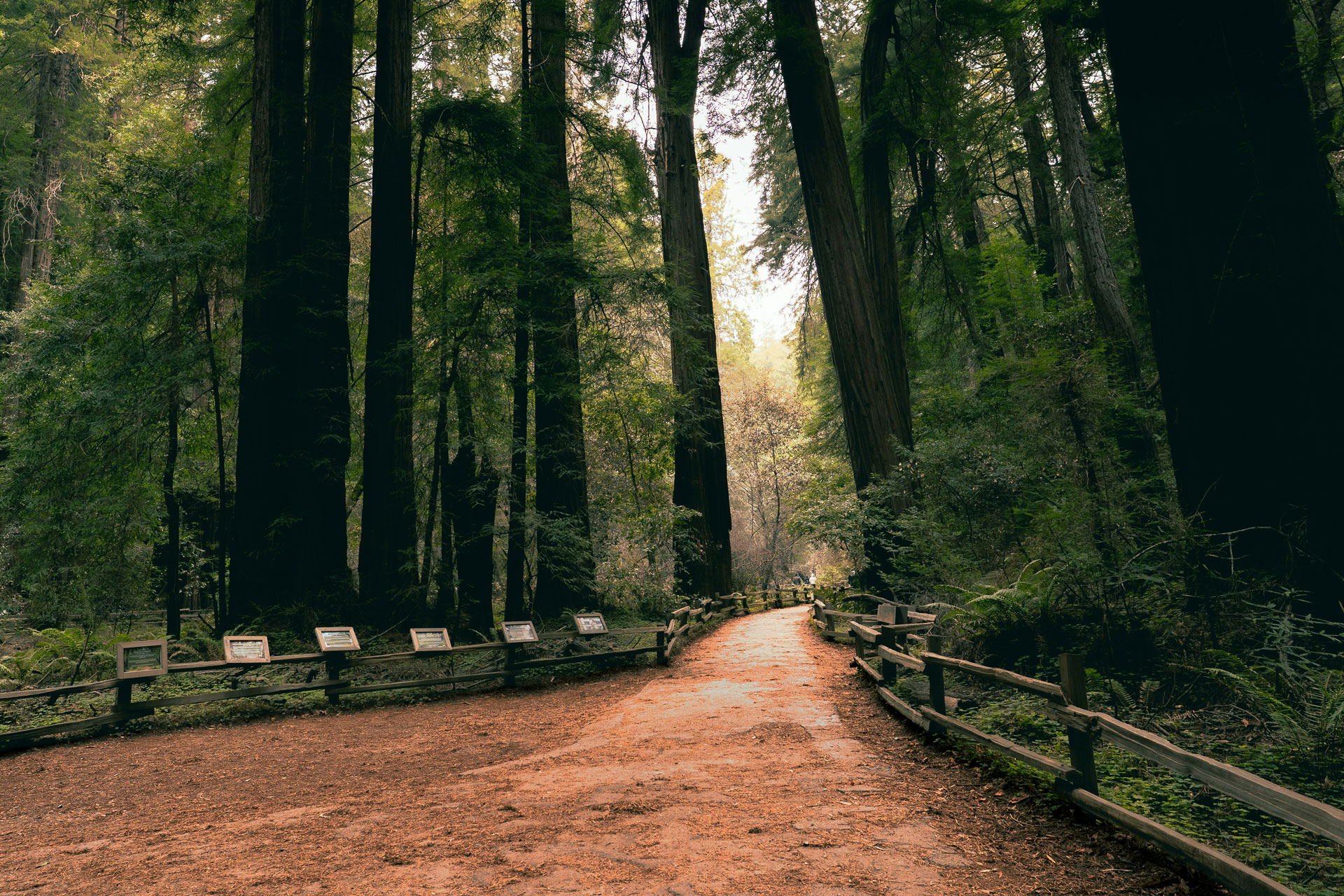 path huge trees