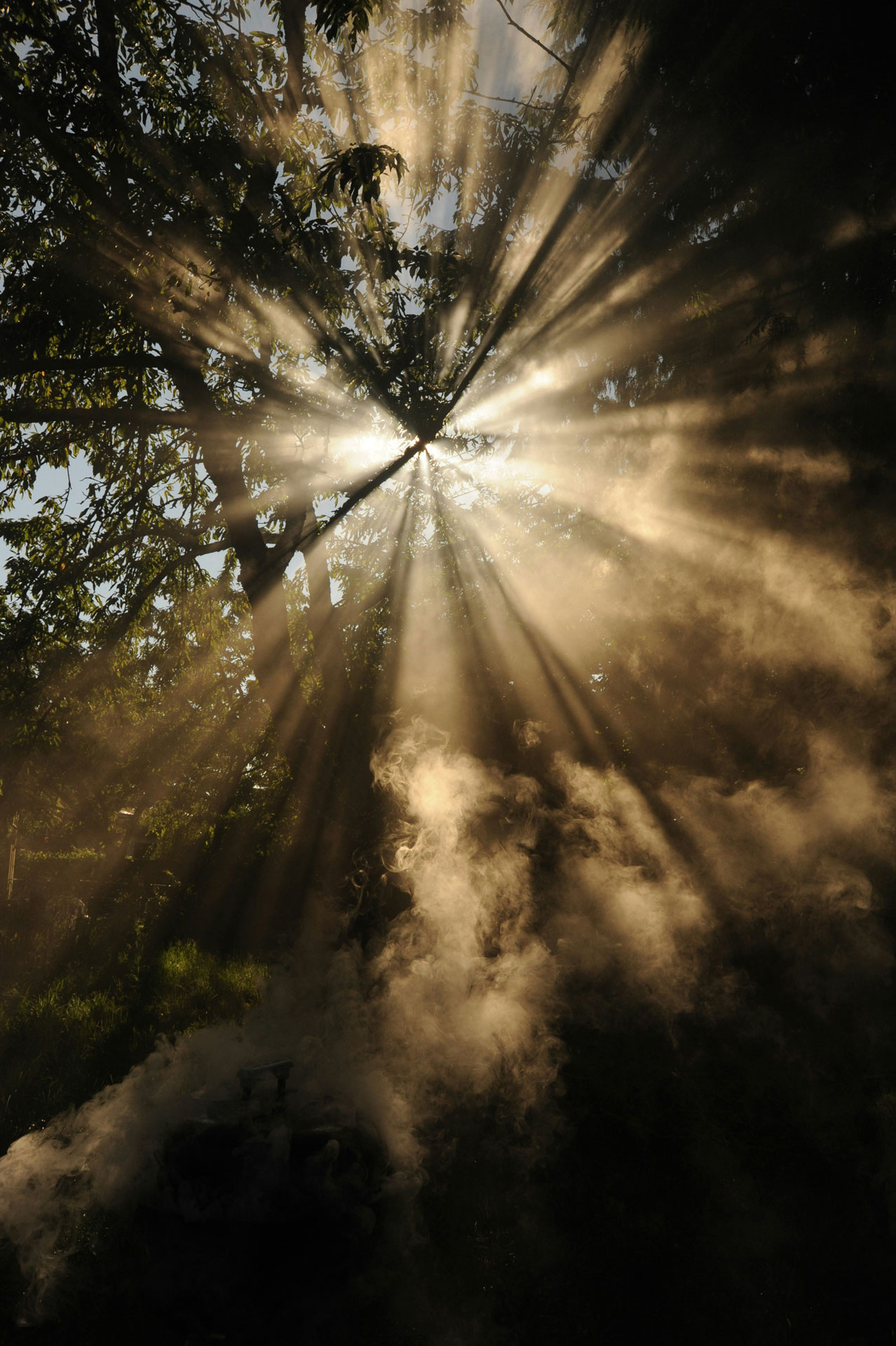 sun through tree tops