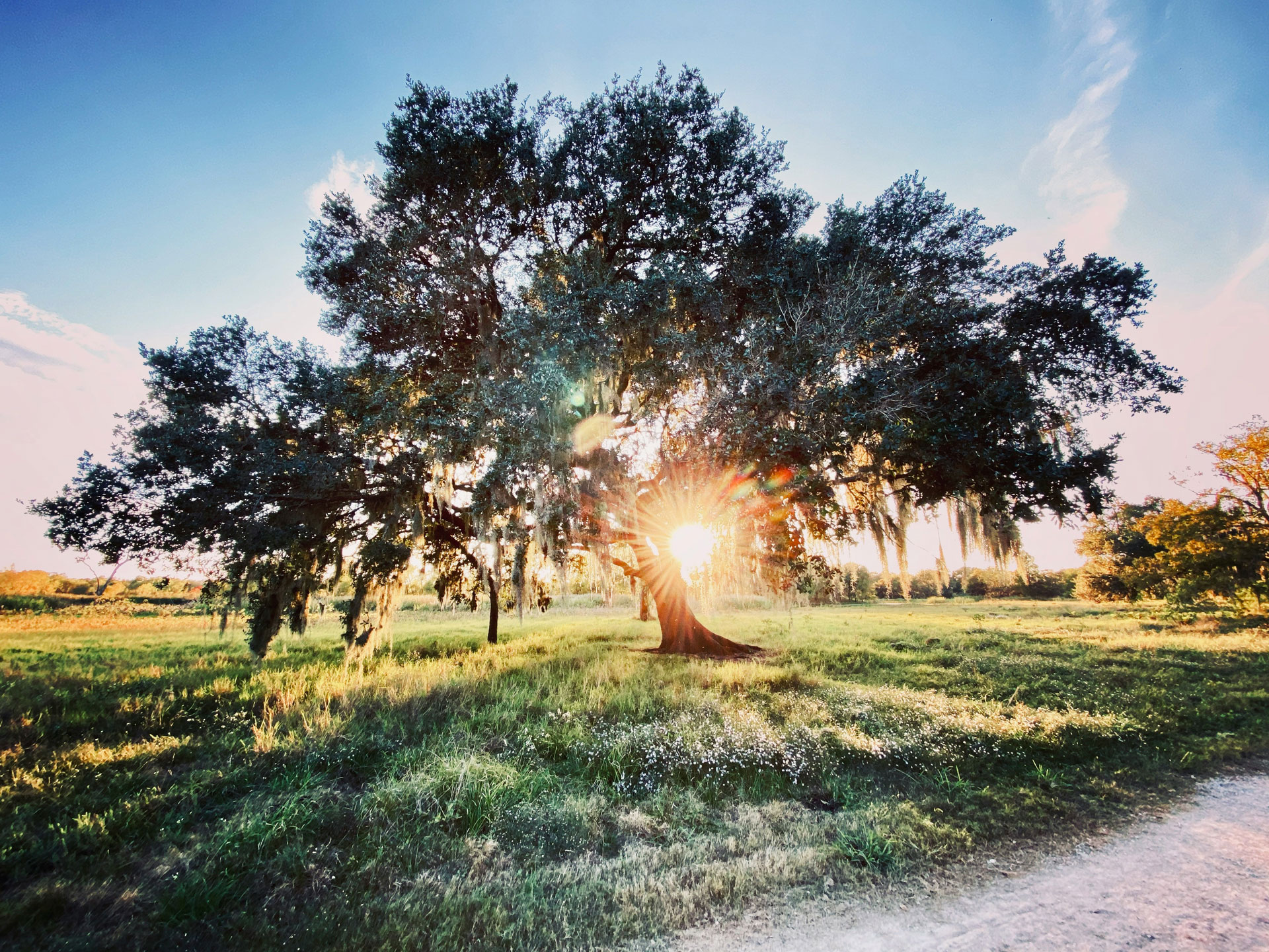 sun tree field